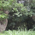庭03