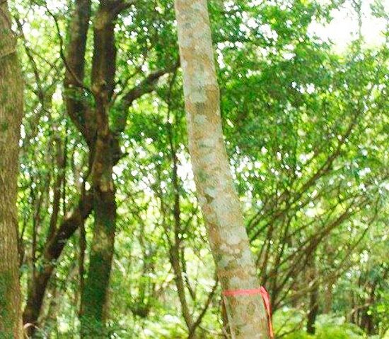 KS-160024【小瀬田売地】