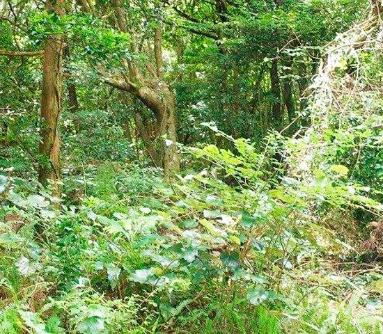 入り込み道路付近２