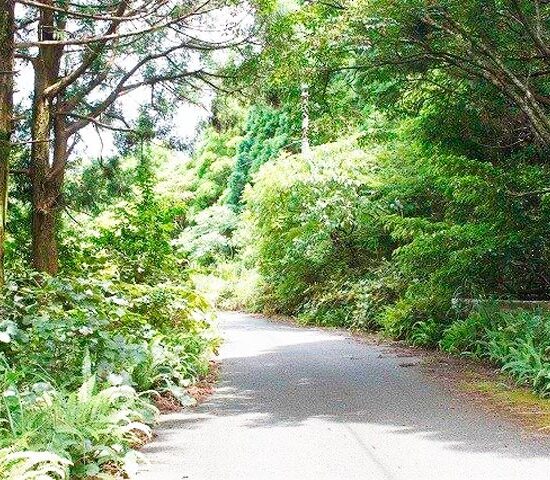 町道、西に向かって