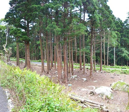 現地写真　山側より1