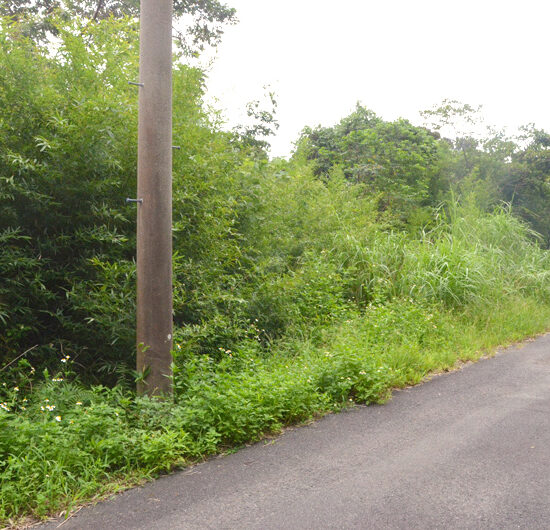 現地写真　農道から03