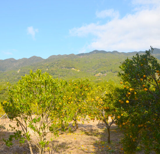 みかん畑02