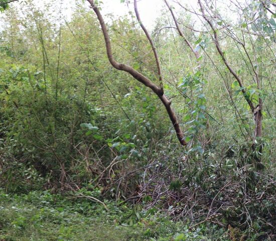 現地写真　東側より