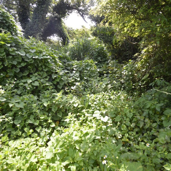 北西側現地写真07