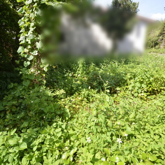 北西側現地写真05