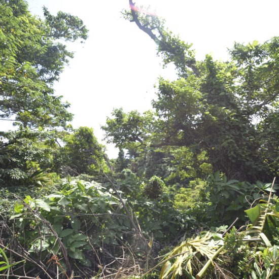 北西側現地写真08