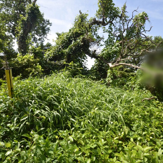 北西側現地写真06