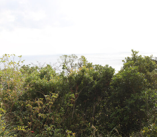 部屋から海を望む