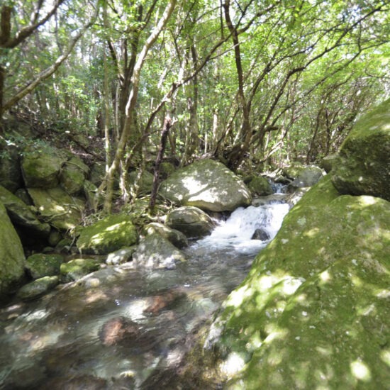 現地写真（大面積部分）[1]