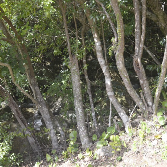 現地写真（大面積部分）[1]