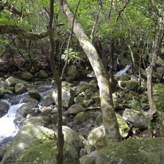 現地写真（大面積部分）[1]