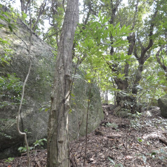 現地写真（大面積部分）[2]