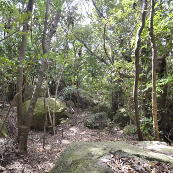 現地写真（大面積部分）[3]