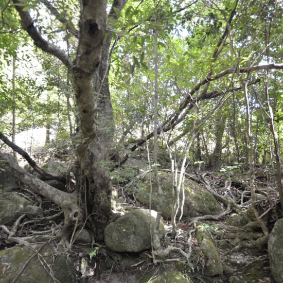 現地写真（大面積部分）[4]