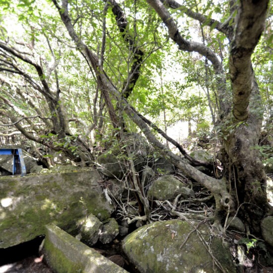 現地写真（大面積部分）[4]