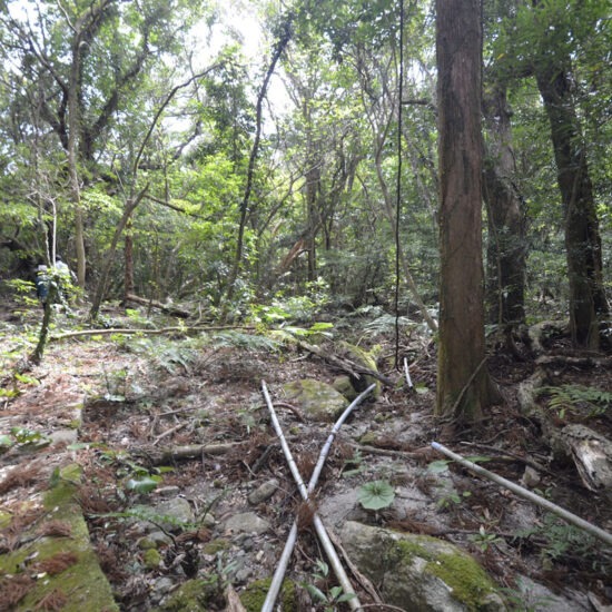 現地写真（大面積部分）[5]