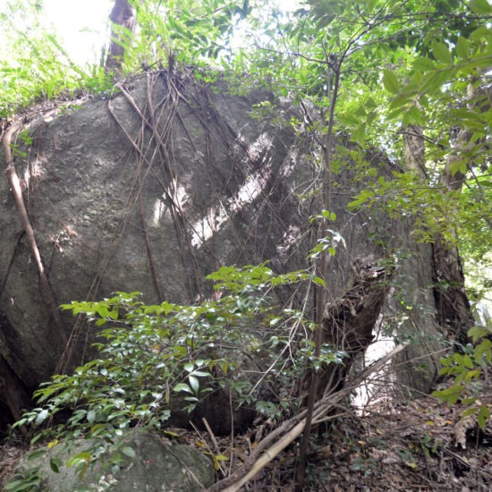 現地写真（大面積部分）[5]