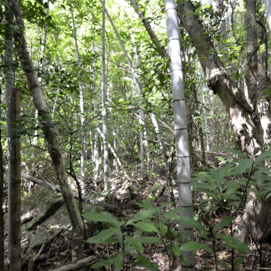 現地写真（大面積部分）[5]