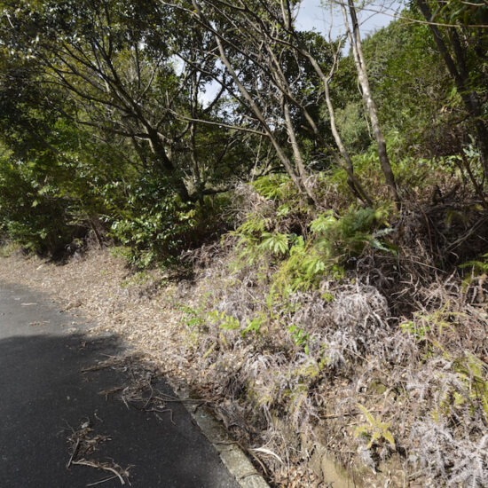 現地写真（大面積部分）[6]