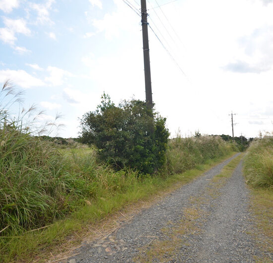 現地写真12（隣接道路）
