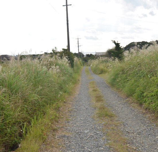 現地写真11（隣接道路）
