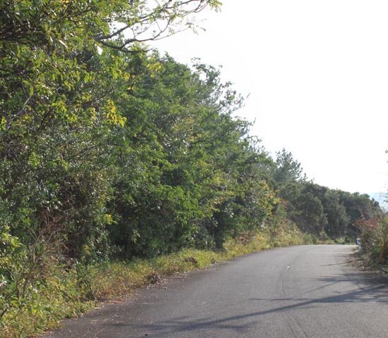 現地写真1　西側より