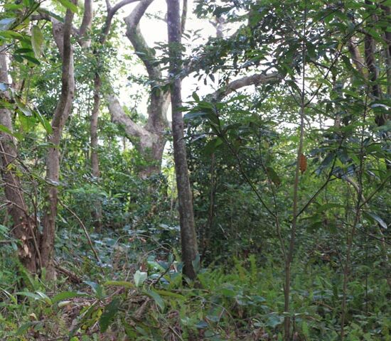 現地写真7　北側より