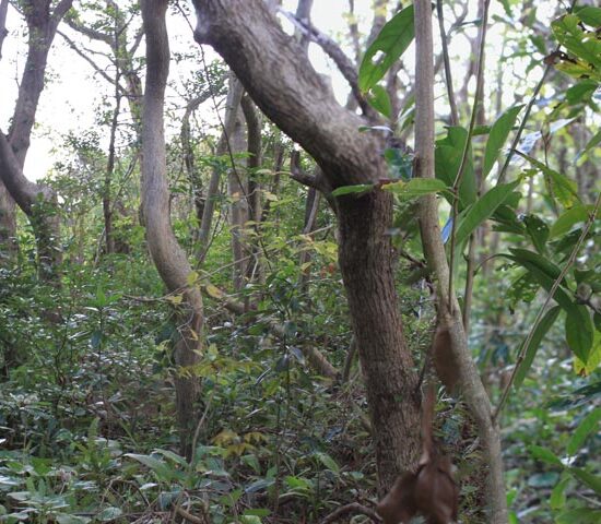現地写真8　北側より