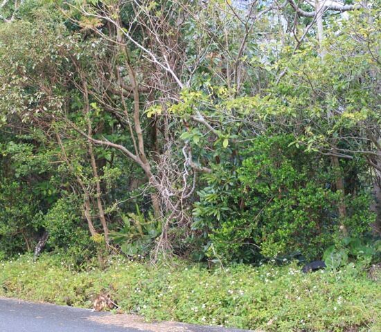 現地写真5　東側より