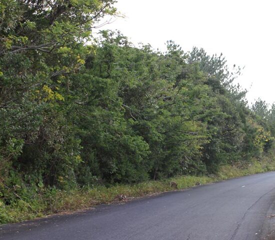 現地写真3　西側より