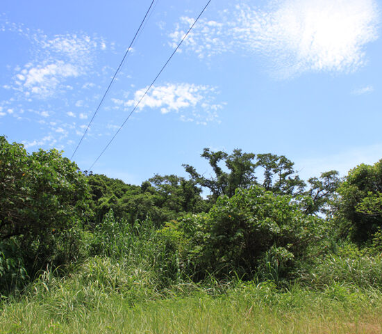 現地写真1南より