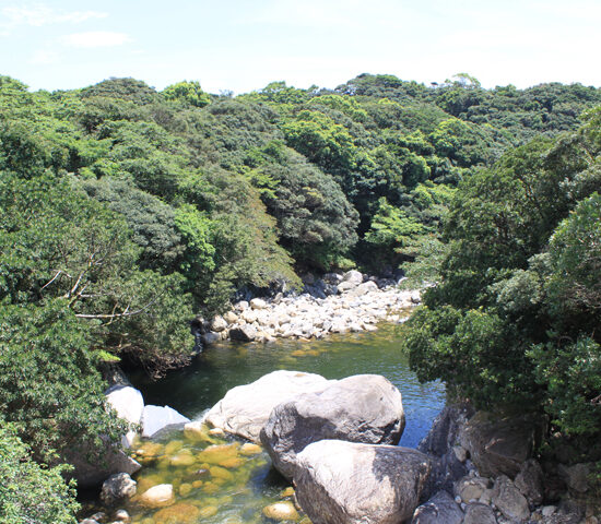 周辺写真鯛ノ川上流