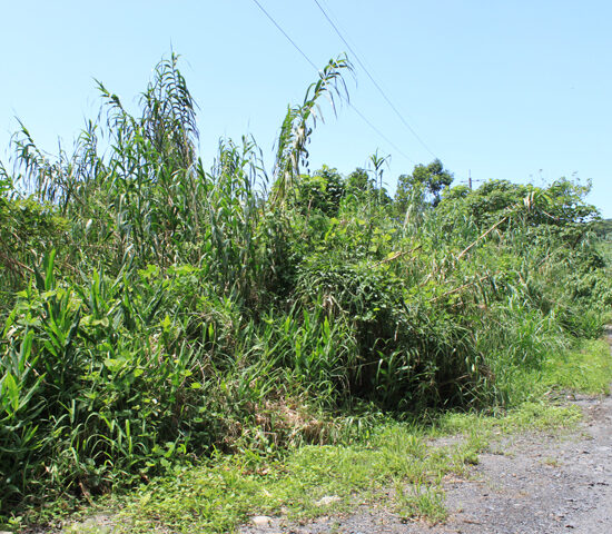 現地写真1北より