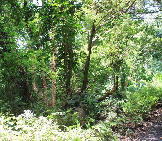 現地写真4北より