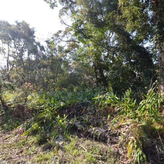 MG-230029【麦生売地】