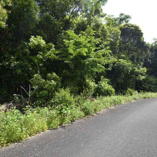 現地前道路写真02
