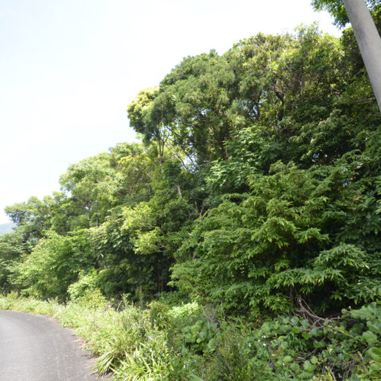 現地前道路写真01