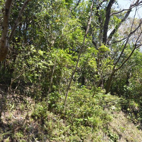 現地写真坂上06