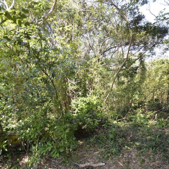 現地写真坂上05