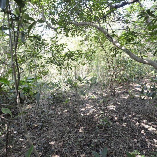 現地写真坂上03