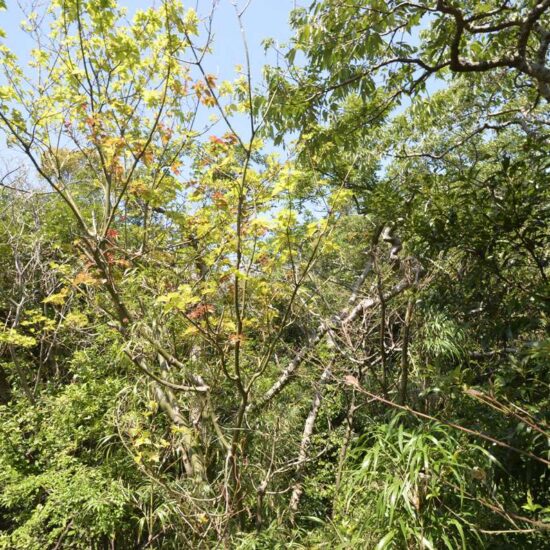 現地写真坂上01