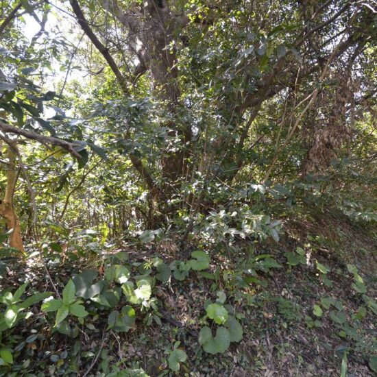 現地写真坂上03