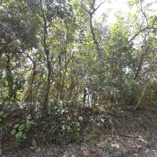 現地写真坂上02