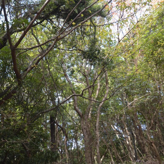 C区画 現地写真04