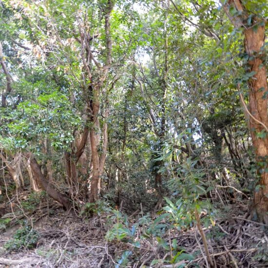 C区画 現地写真01