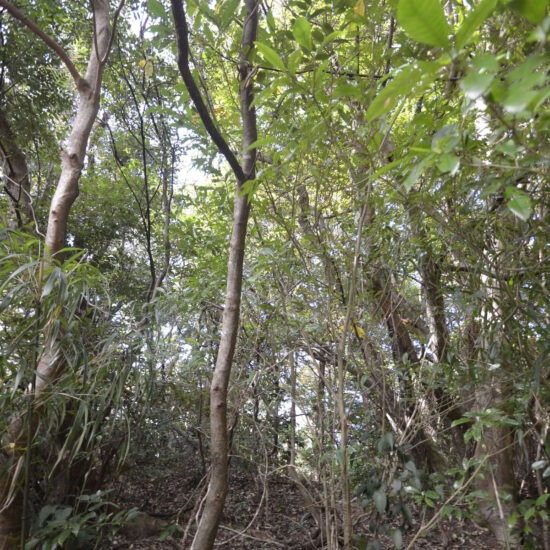 C区画 現地写真03