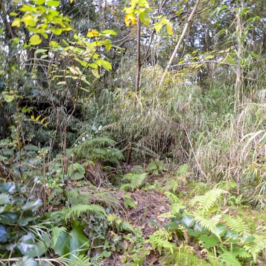 B区画 現地写真05