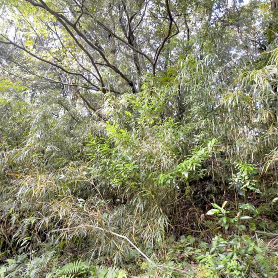 B区画 現地写真04