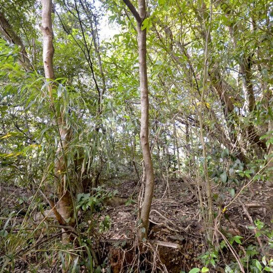 B区画 現地写真06